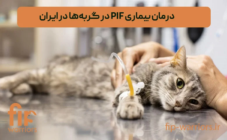 آشنایی با بیماری FIP در گربه‌ها: تشخیص، علائم و راه‌های درمانی نوین در ایران
