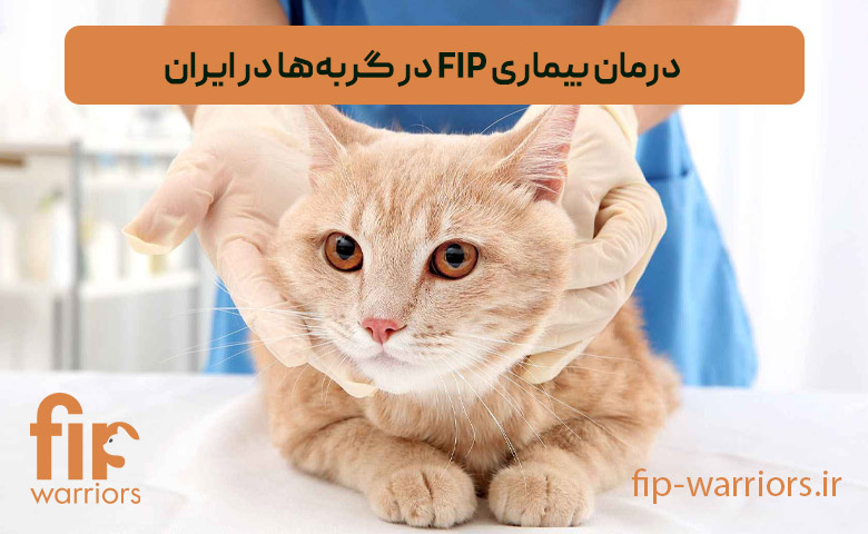 آشنایی با بیماری FIP در گربه‌ها: تشخیص، علائم و راه‌های درمانی نوین در ایران