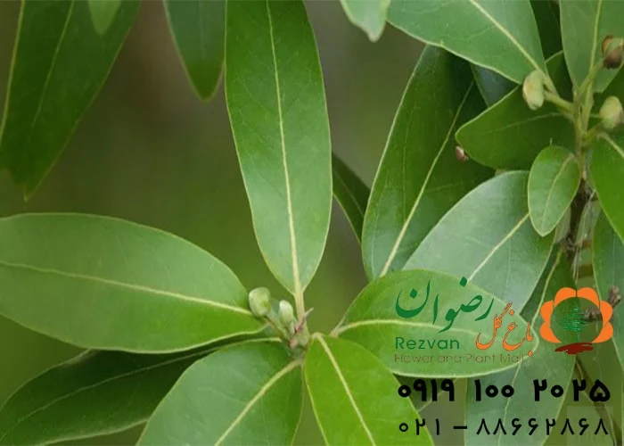 آپارتمان همه چیز راجبه نحوه آبیاری و تست تشنگی گیاهان آپارتمانی