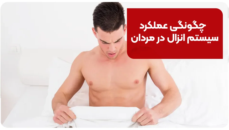 ورزش چگونگی عملکرد سیستم انزال در مردان