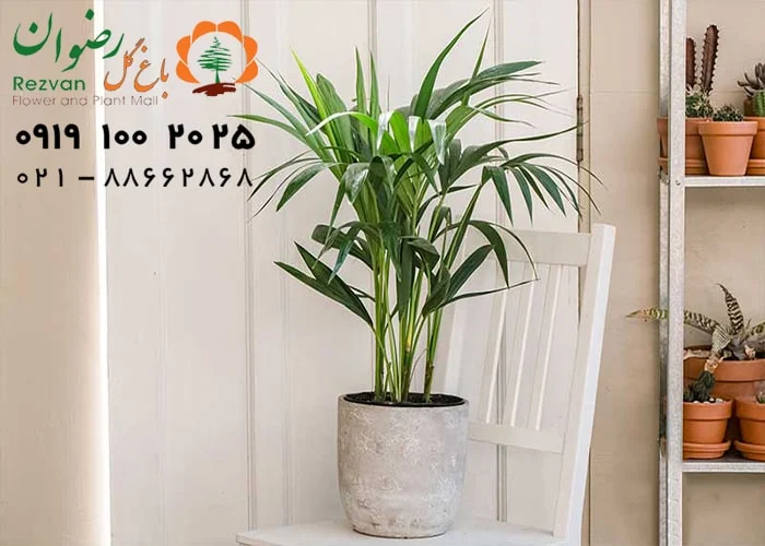 آپارتمان همه چیز راجبه نحوه آبیاری و تست تشنگی گیاهان آپارتمانی