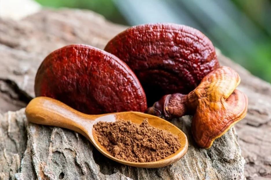 خرید قهوه گانودرما دکتر بیز با تخفیف